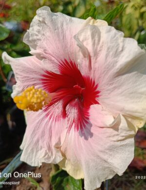 Austrian hibiscus- Grafting Plants ( white and Red )
