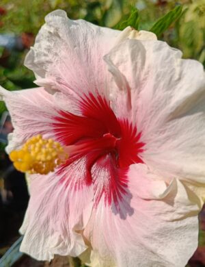 Austrian hibiscus- Grafting Plants ( white and Red )