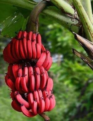 Tissu cultures Red Banana Fruit Plant