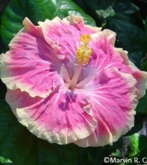 Austrian Hibiscus plant(WHITE AND PINK SHADED)
