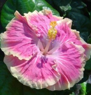 Austrian Hibiscus plant(WHITE AND PINK SHADED)