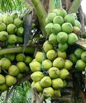 Kerala, Coconut – Plant FRUIT PLANTS