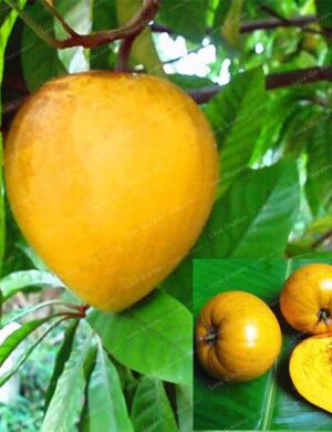 Egg Fruit Plant – Pouteria Campechiana, Canistel, Yellow Sapote