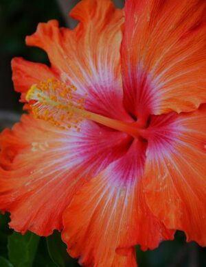 Austrilian hibiscus plant (ORRANGE)