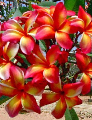 Orange And White Tropical Frangipani Plumeria Flower