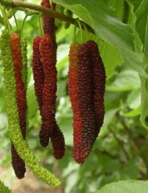 Long Mall Beriye Grafting plant