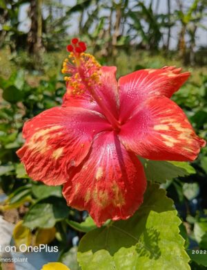 Austrian Hibiscus Flowers Plants(TIGER SHADE)
