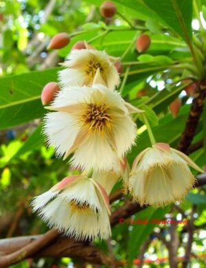 Hybrid Rudrakhas plant