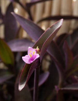 Purple heart HANGING PLANT