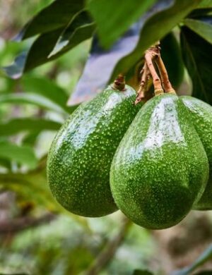 Grafted Avocado plant