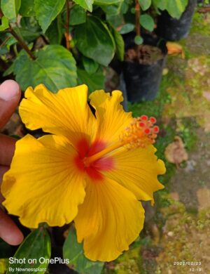 Austrian Hibiscus Plant