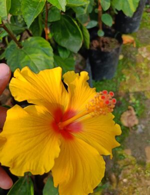 Austrian Hibiscus Plant