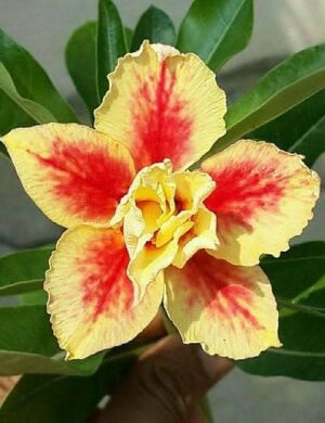 Grafting Adenum plants
