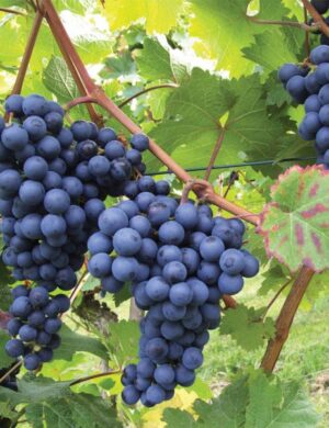 Black Grapes plants