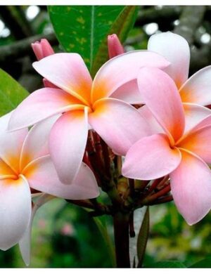 Plumeria(Pink) Flowers Plant