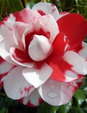 Variegated pink and white camellia