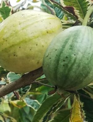 Grafting variegated Guava plant