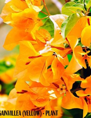 BOUGAINVILLEA FLOWERING PLANT(YELLOW)