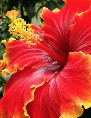 Australian hibiscus plant (YELLOW AND RED SHADED)